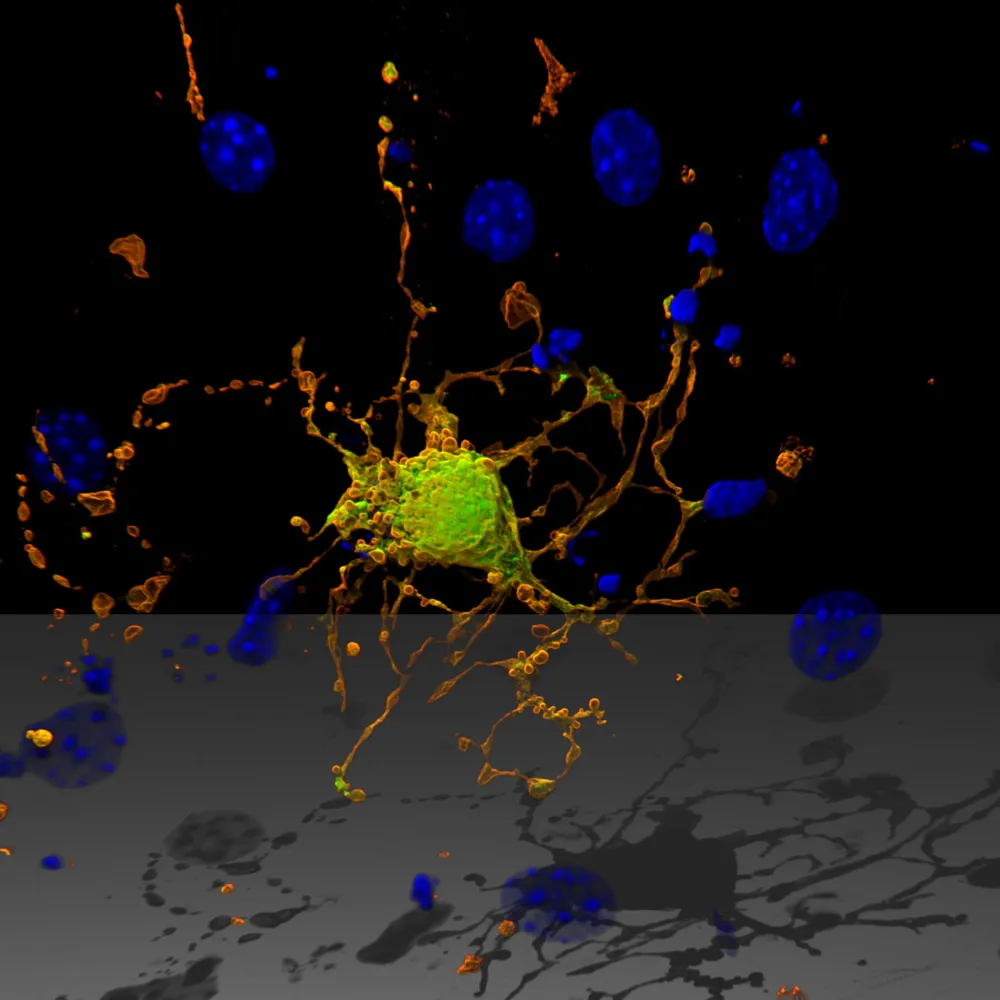 astrocyte Airyscan