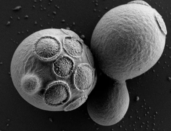 yeast